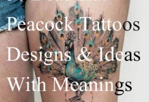 50 Beautiful Peacock Tattoos Designs And Ideas With Meanings Best peacock tattoo designs ideas