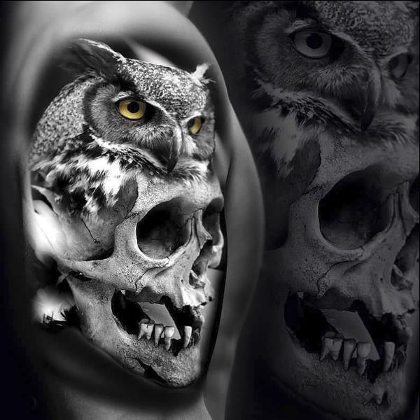owl and skull tattoo